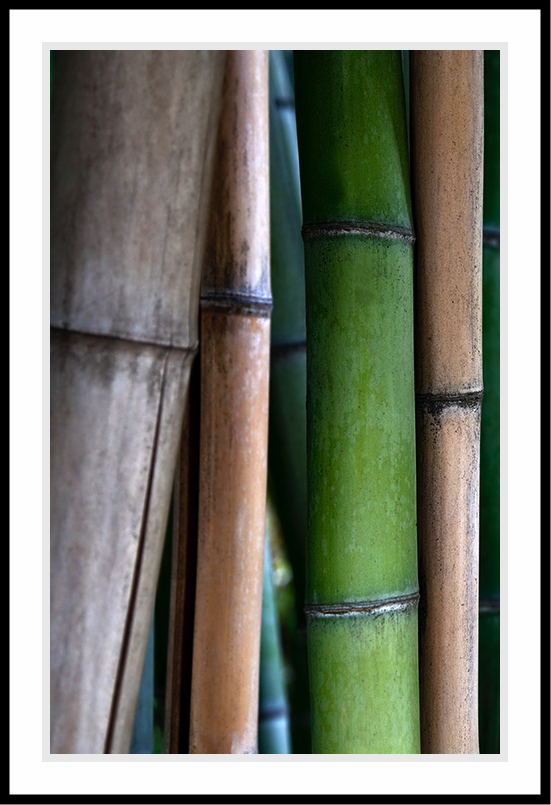 Various shades of bamboo, from  brown to green.